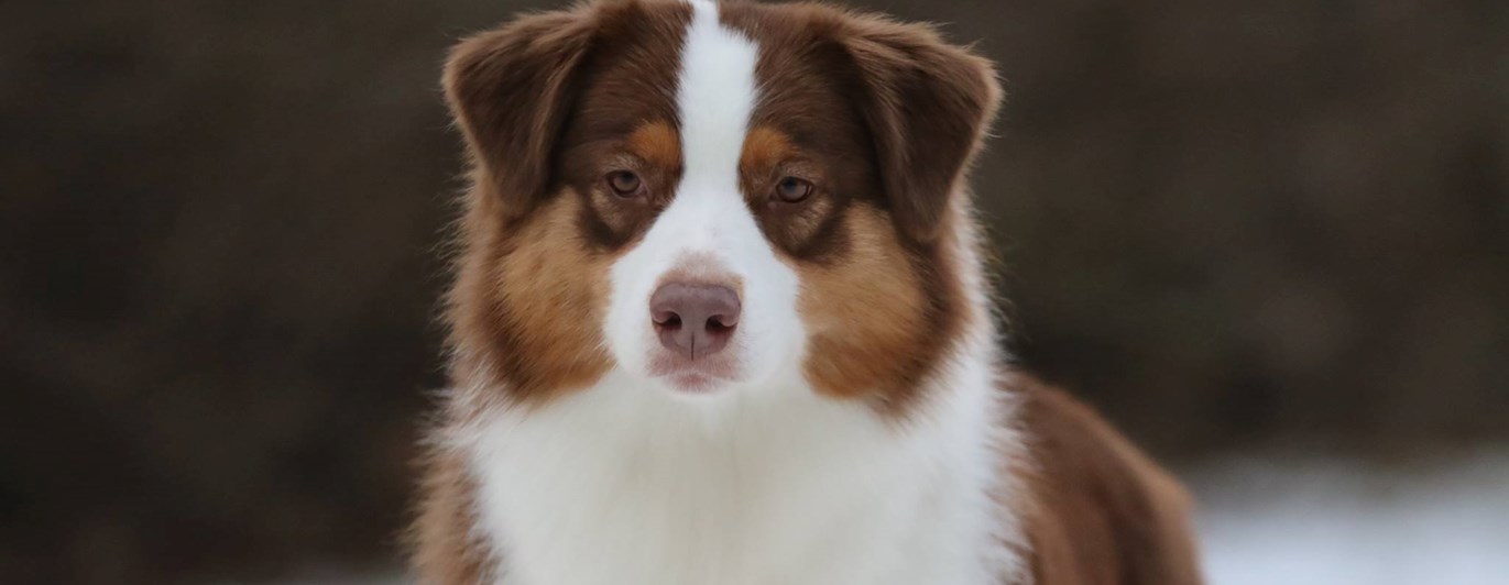 Australian Shepherd