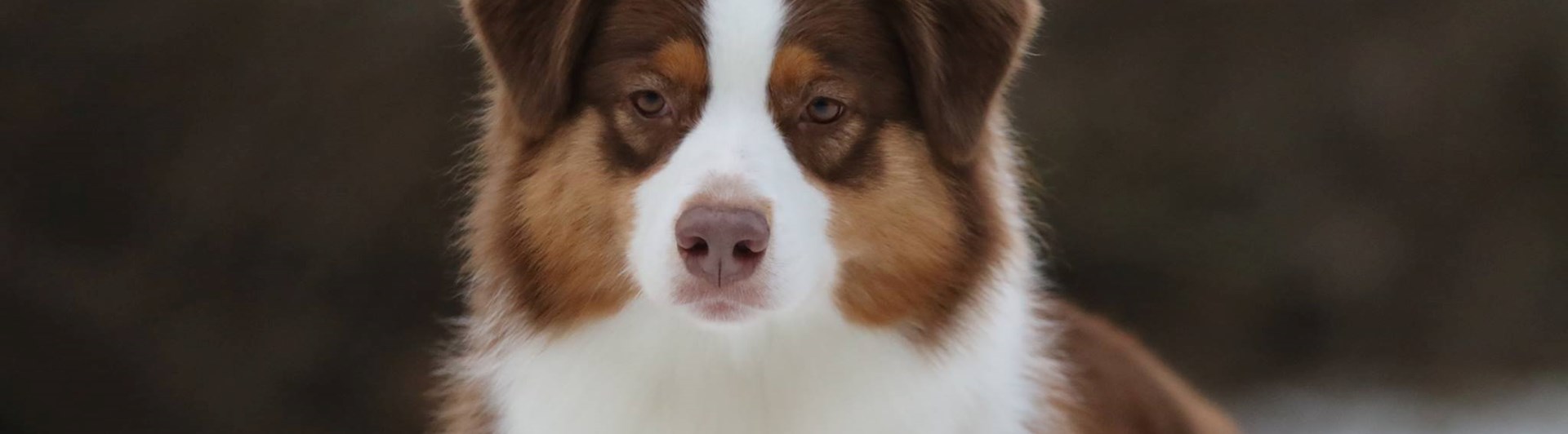 Australian Shepherd