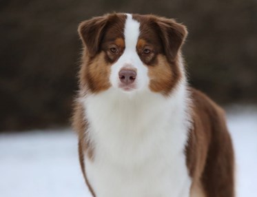 Australian Shepherd