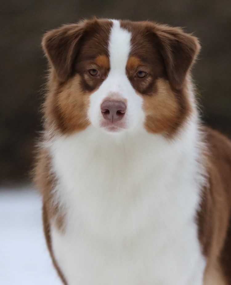 Australian Shepherd