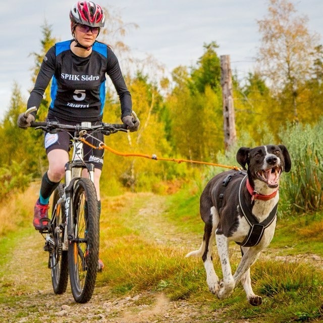 Person cyklar med hund som drar.