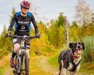 Person cyklar med hund som drar.