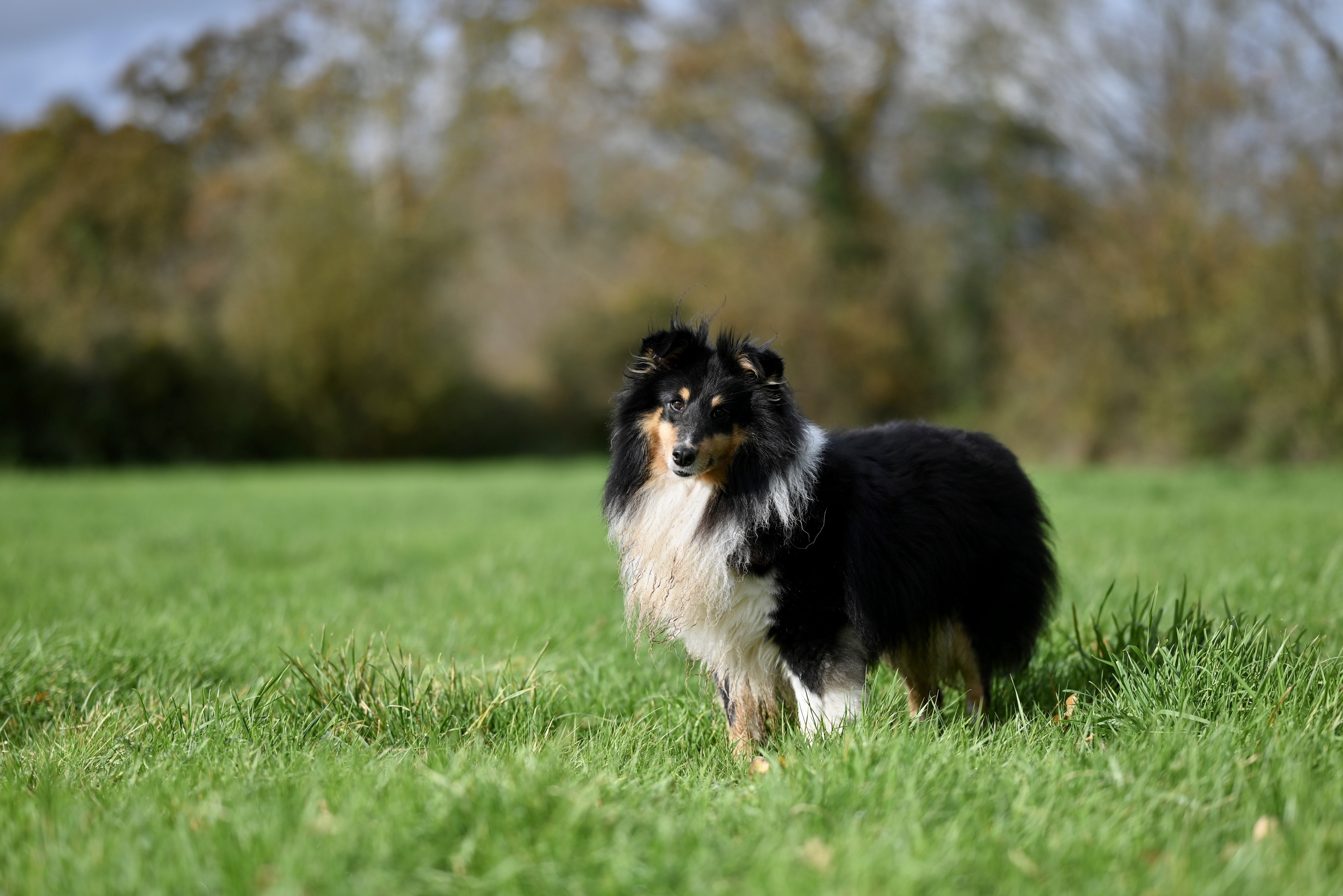 Bild av en svart shetland sheepdog på en grön äng.