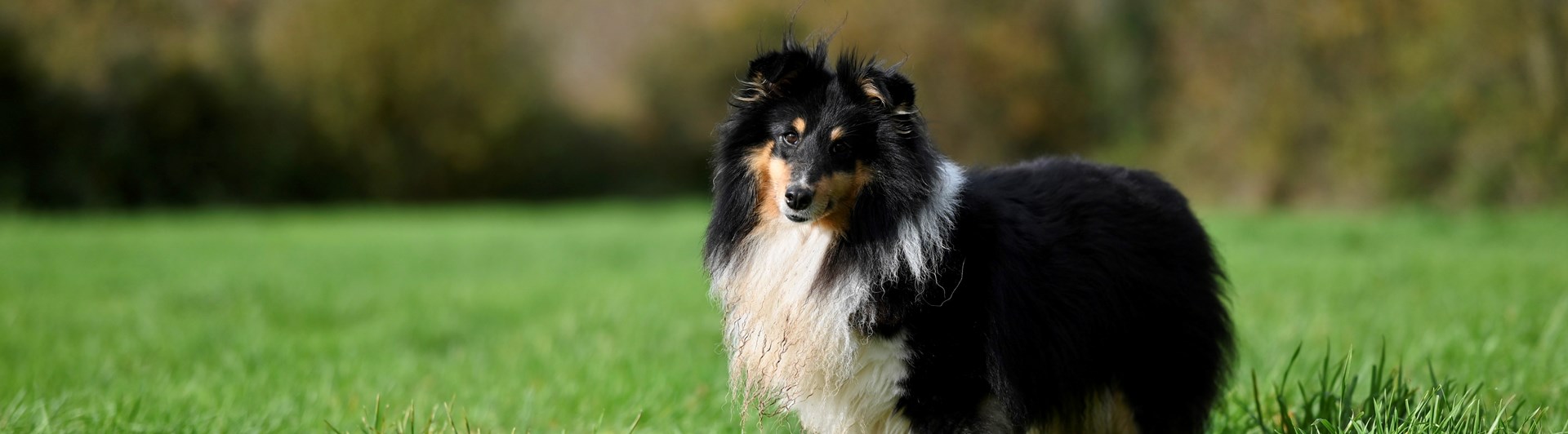 Bild av en svart shetland sheepdog på en grön äng.