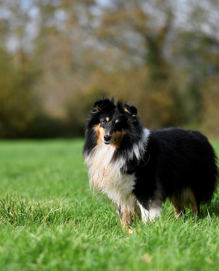 Bild av en svart shetland sheepdog på en grön äng.