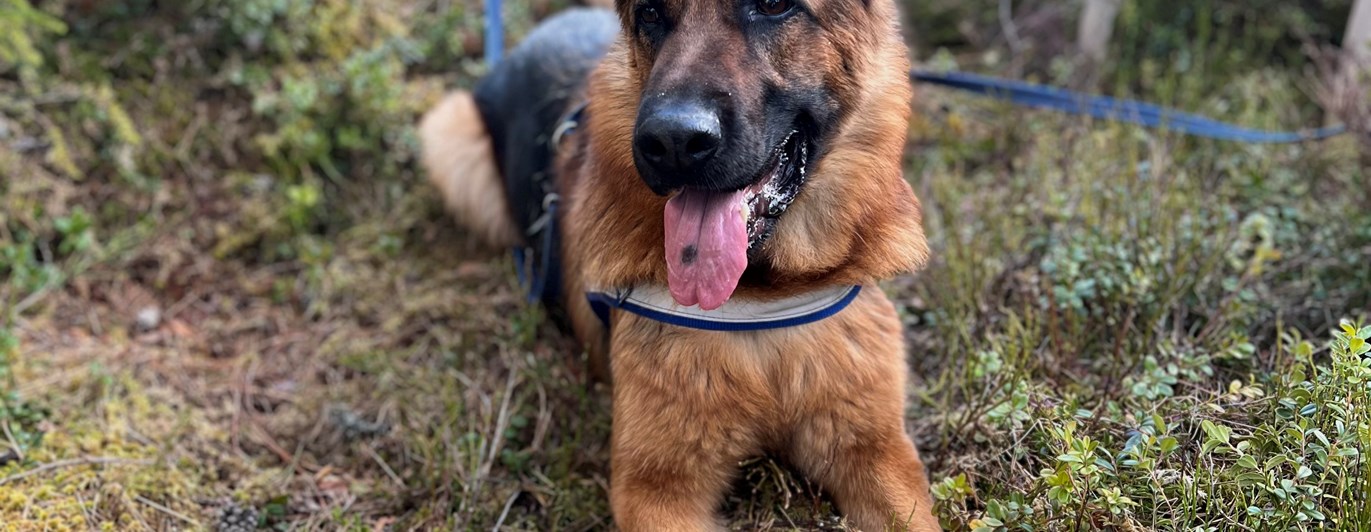 Lägre klass spårhund