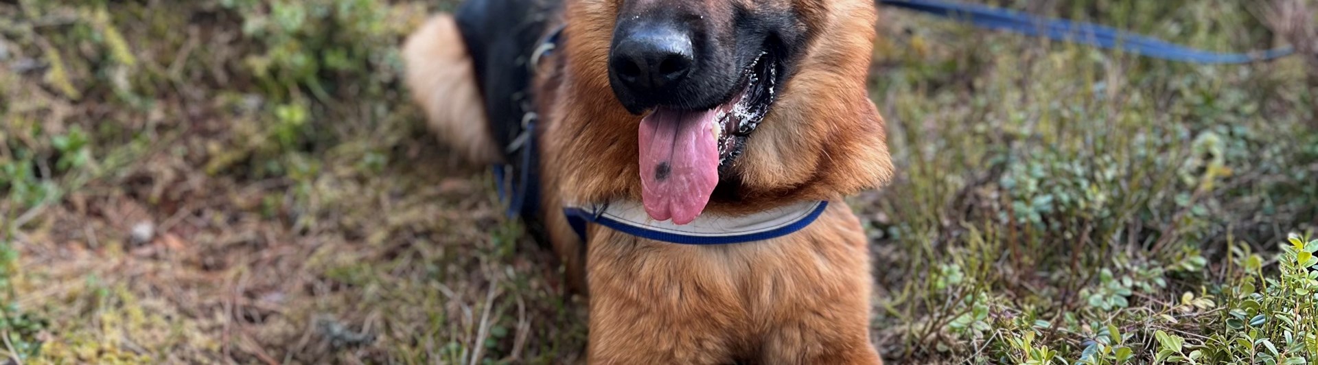 Lägre klass spårhund