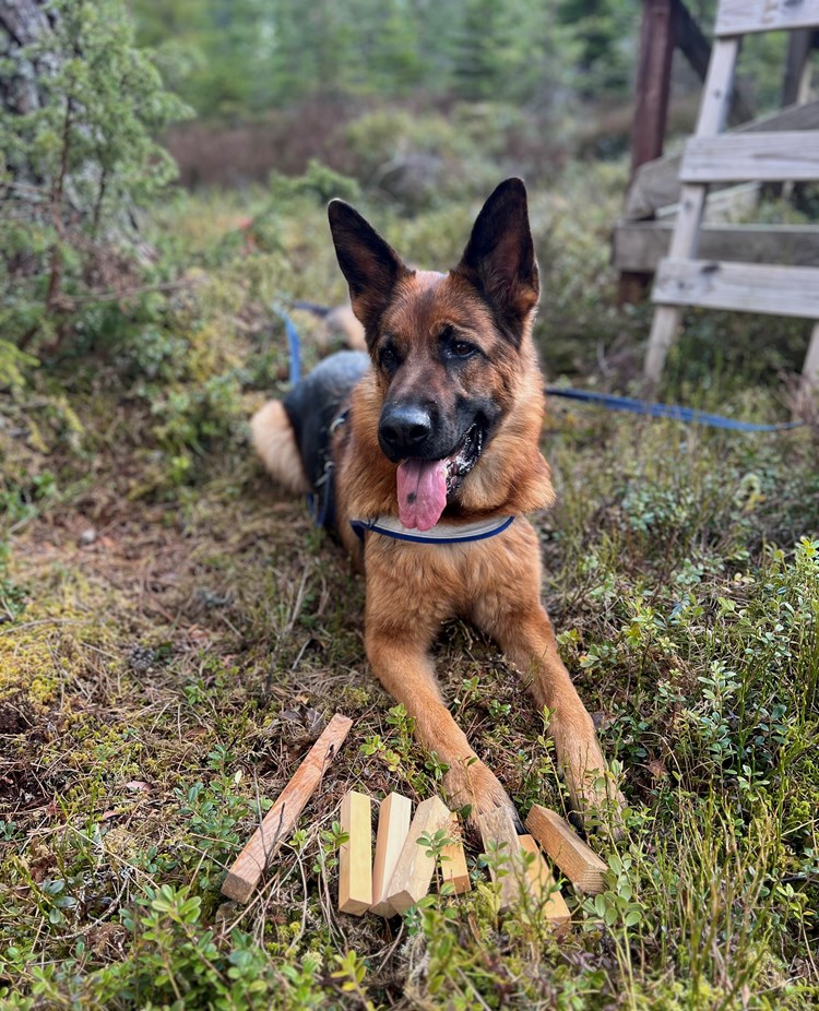 Lägre klass spårhund