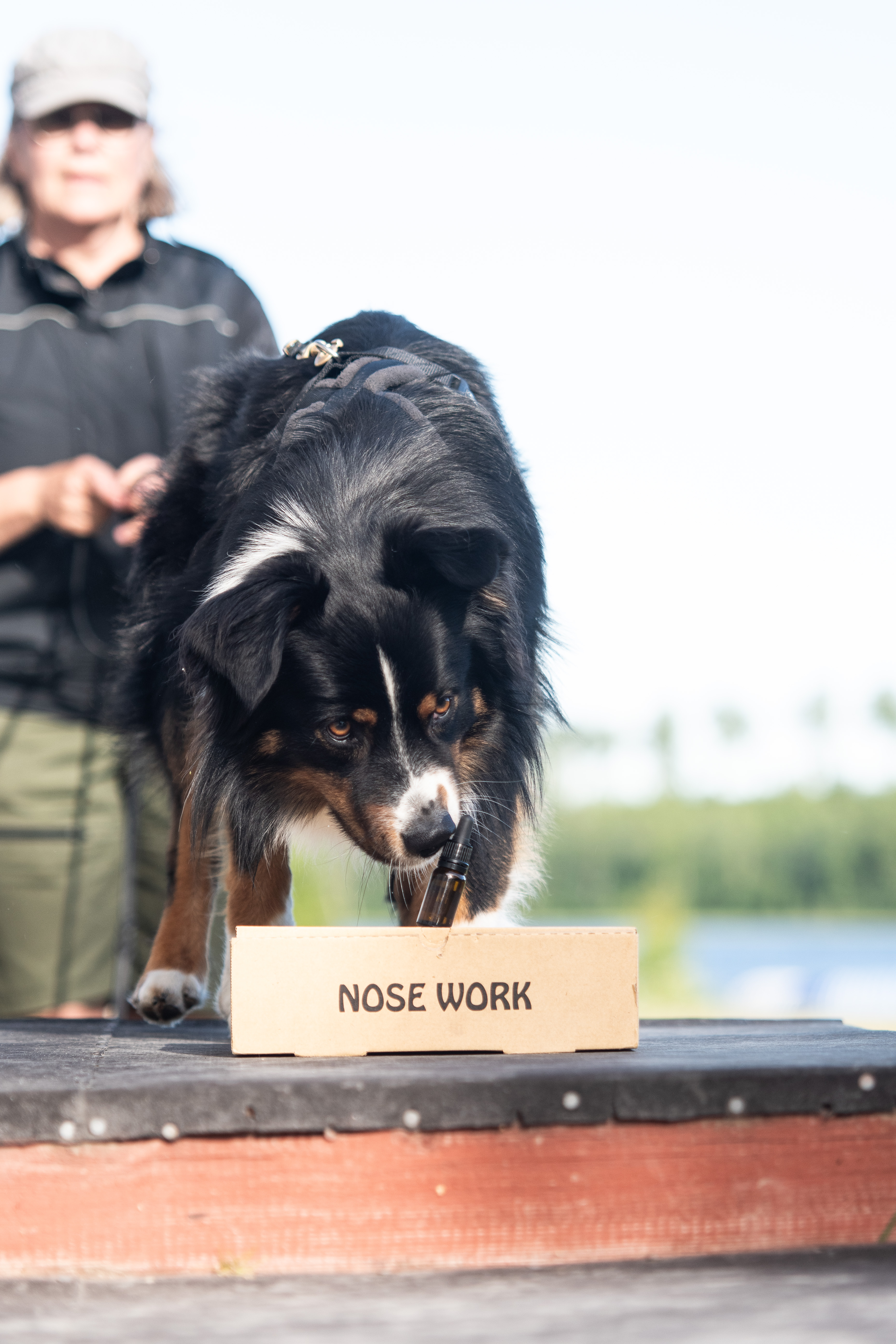 Aussie hanen Kili markerar en hydrlatflaska på en Nosework kartong