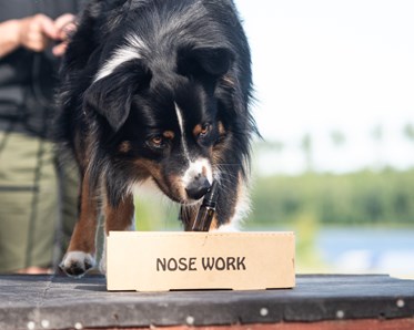 Aussie hanen Kili markerar en hydrlatflaska på en Nosework kartong