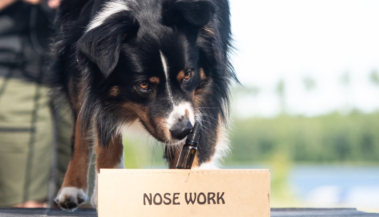 Aussie hanen Kili markerar en hydrlatflaska på en Nosework kartong