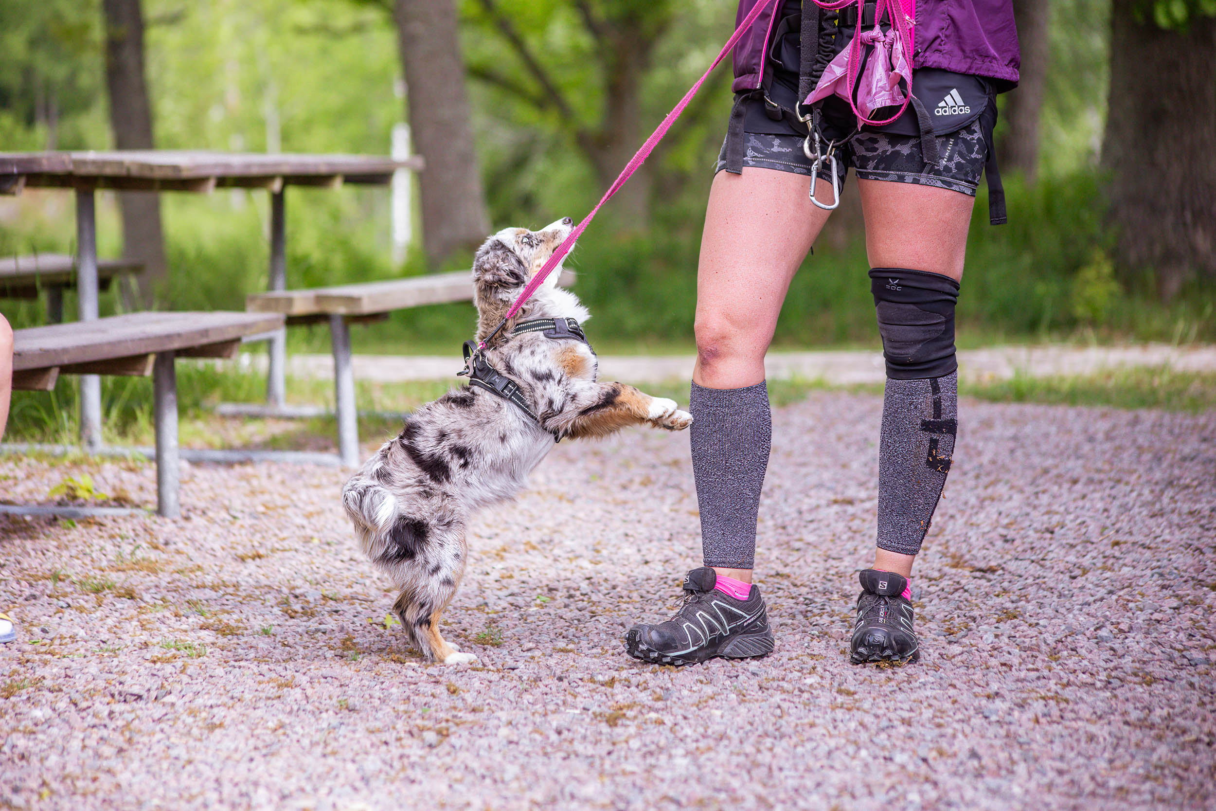 Valp står på bakbenen mot sin människas ben