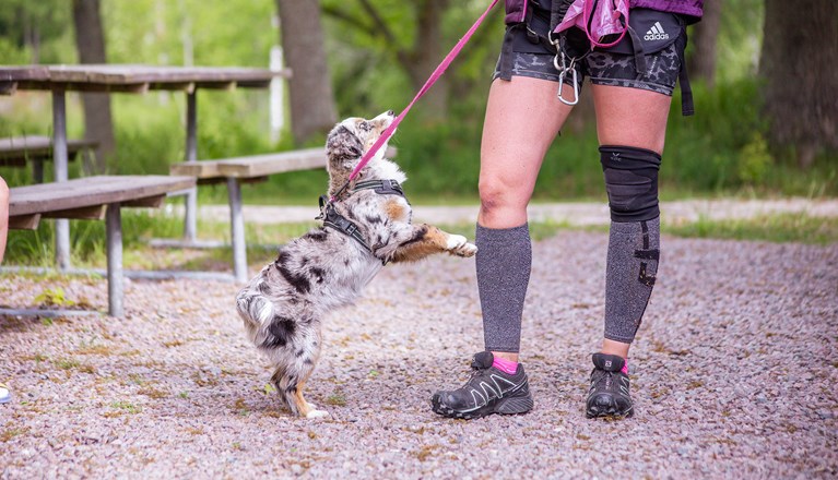 Valp står på bakbenen mot sin människas ben