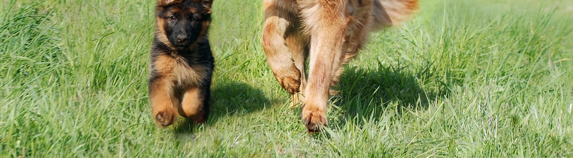 En stor och en liten hund