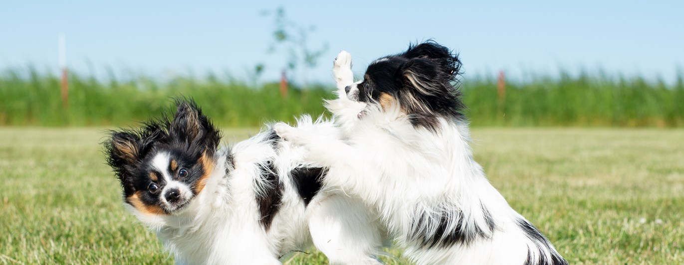 Två papillons som leker