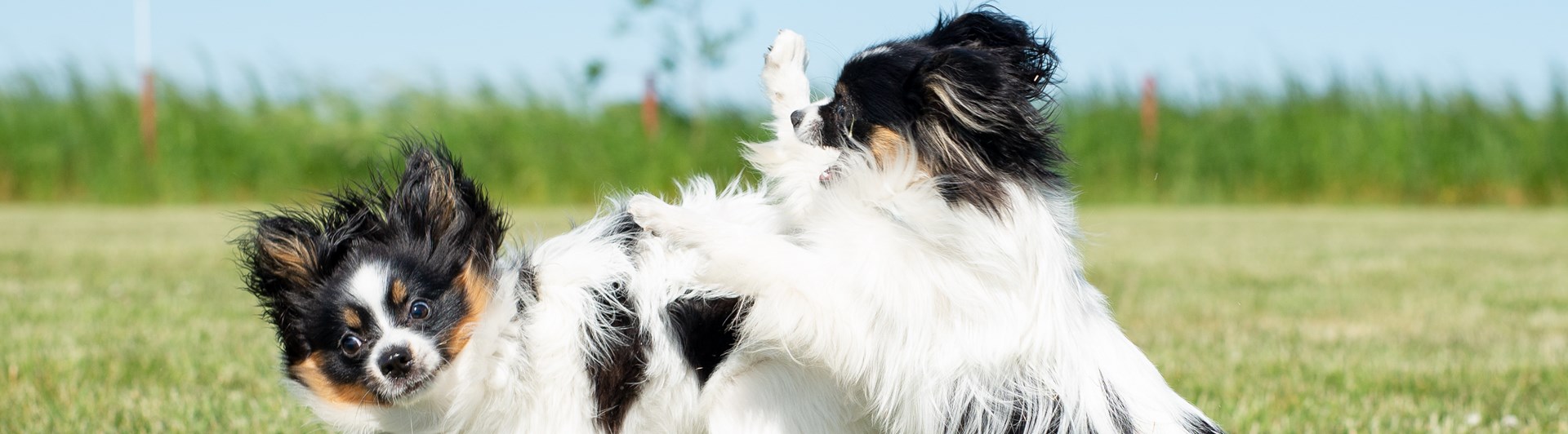 Två papillons som leker