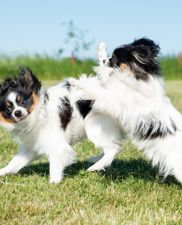 Två papillons som leker