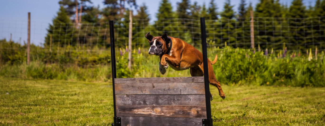 Hopp över hopphinder