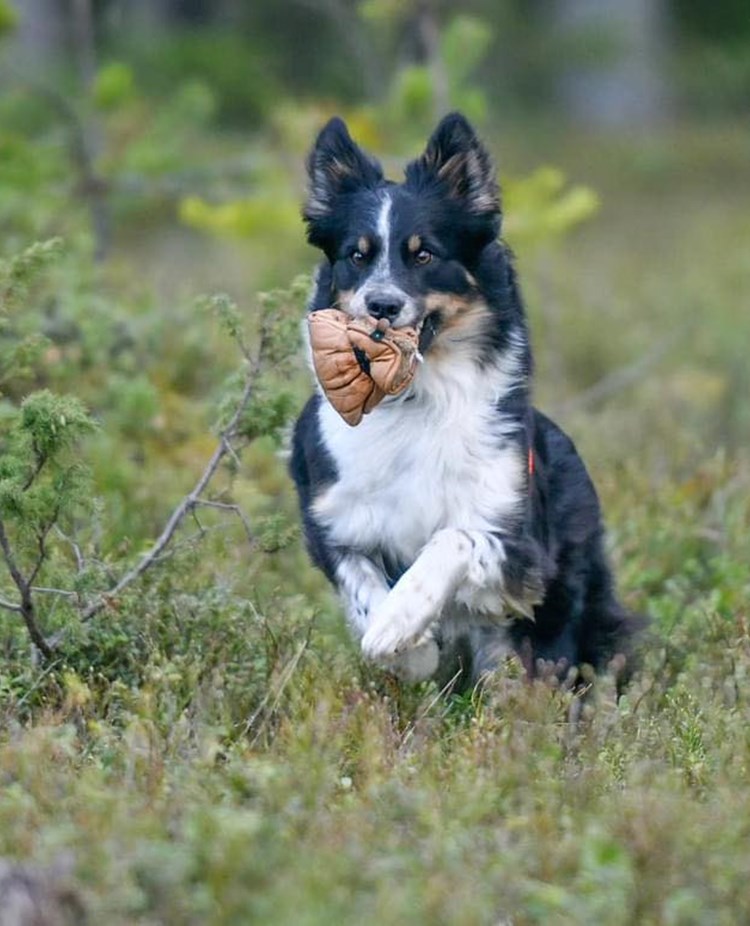 Hund som utför momentet uppletande av föremål och är på väg till sin förare med ett föremål i munnen