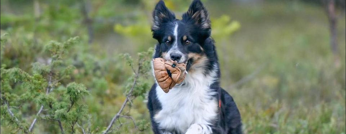 Hund som utför momentet uppletande av föremål och är på väg till sin förare med ett föremål i munnen