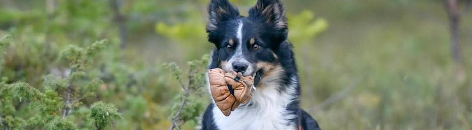 Hund som utför momentet uppletande av föremål och är på väg till sin förare med ett föremål i munnen