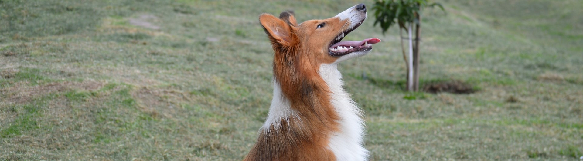 Korthårig Collie som sitter på gräsmatta