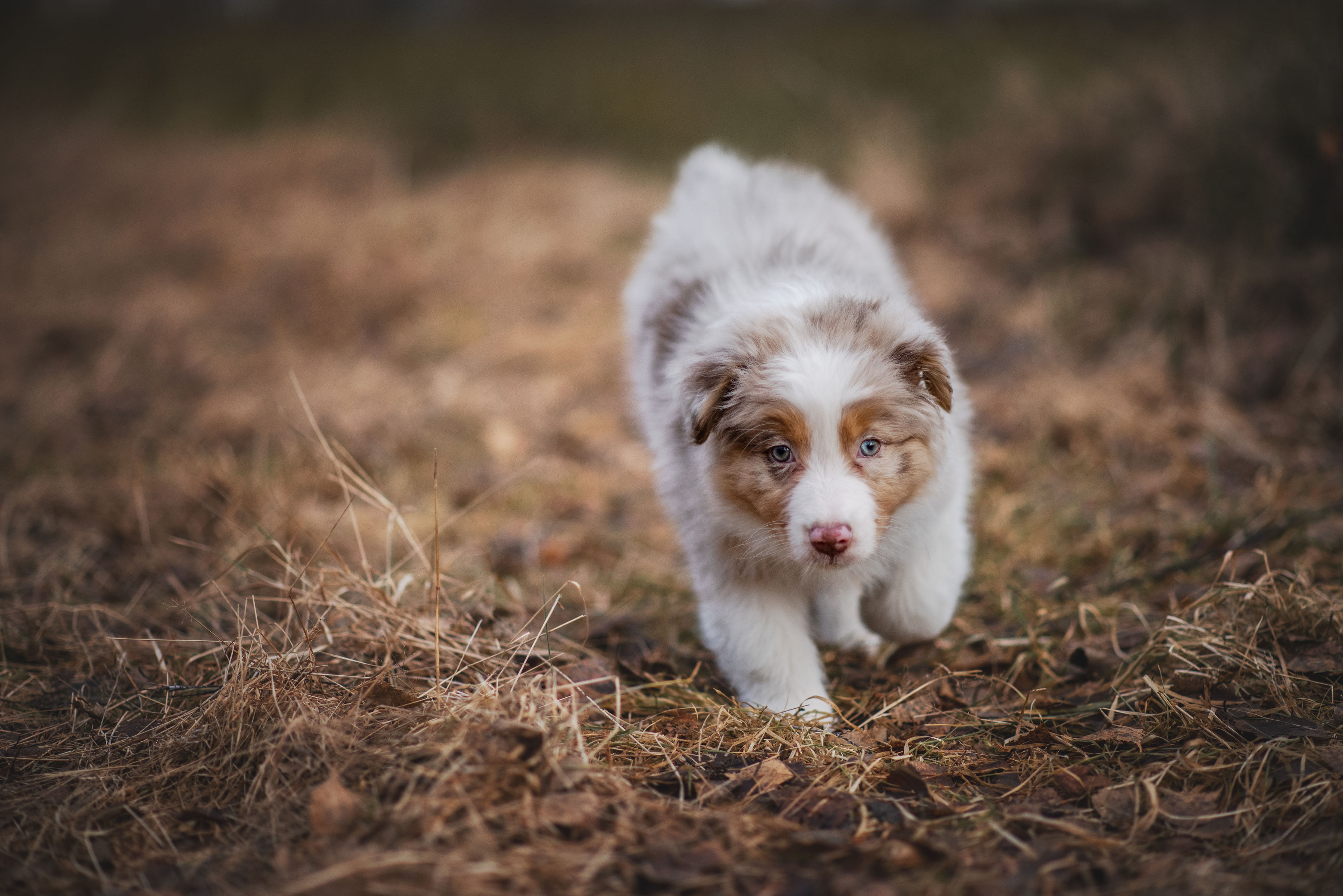 Valpen Candy utforskar