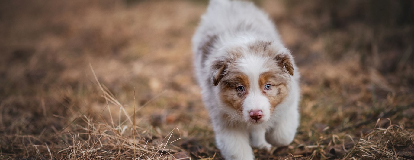Valpen Candy utforskar