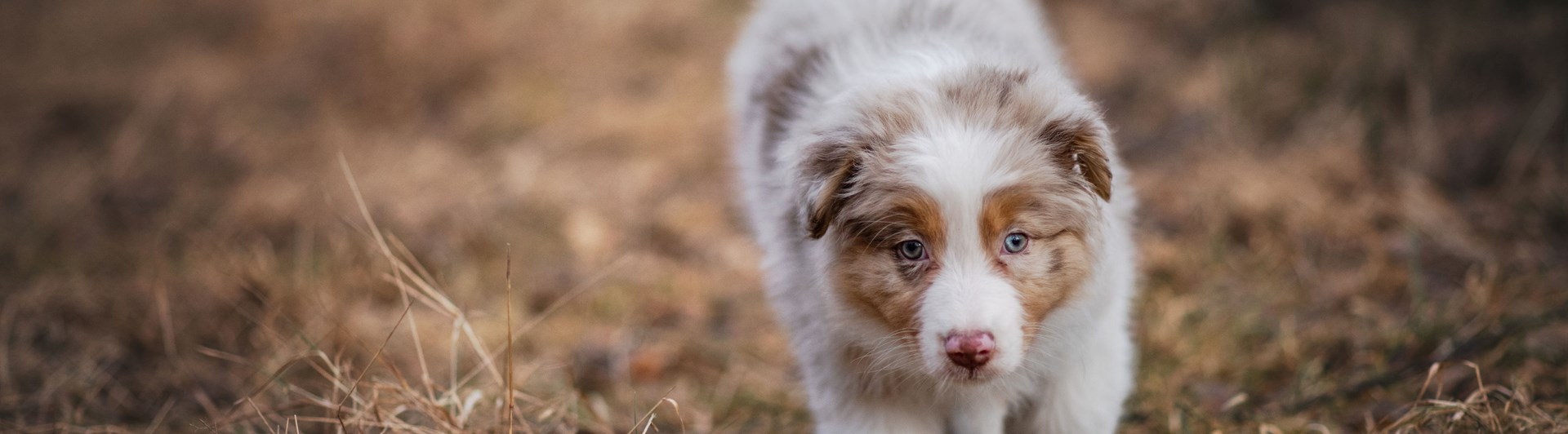 Valpen Candy utforskar