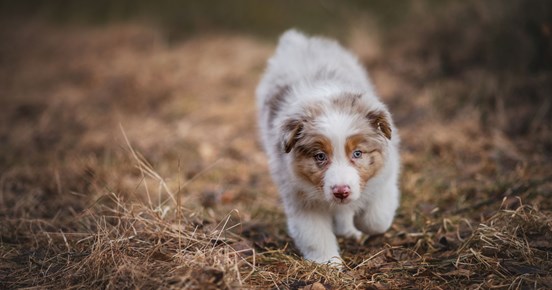 Valpen Candy utforskar