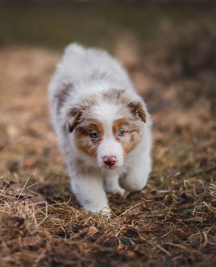 Valpen Candy utforskar