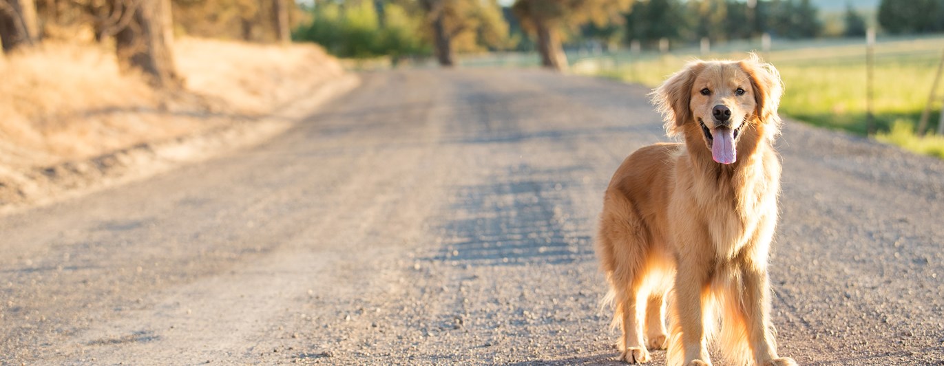 Golden retriever som står på en grusväg i solsken