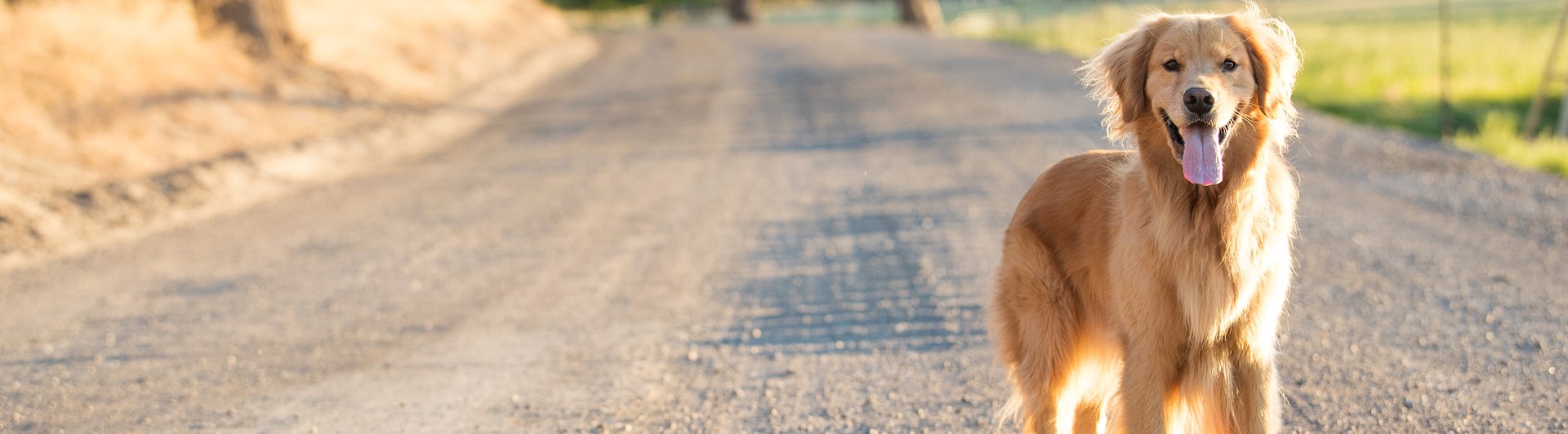 Golden retriever som står på en grusväg i solsken