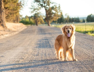 Golden retriever som står på en grusväg i solsken
