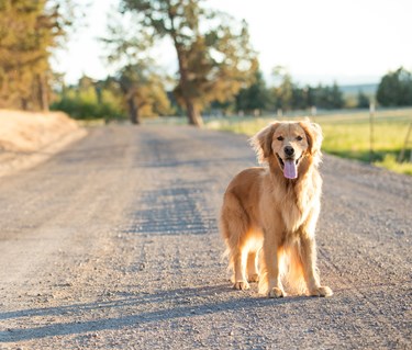 Golden retriever som står på en grusväg i solsken