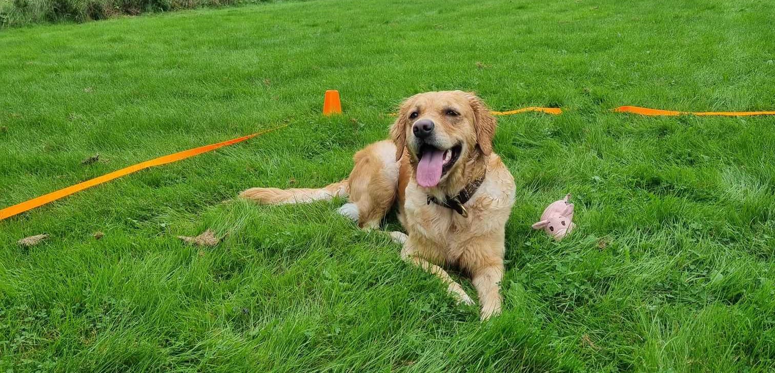 Hund som ligger i rutan vid lydnadsträning