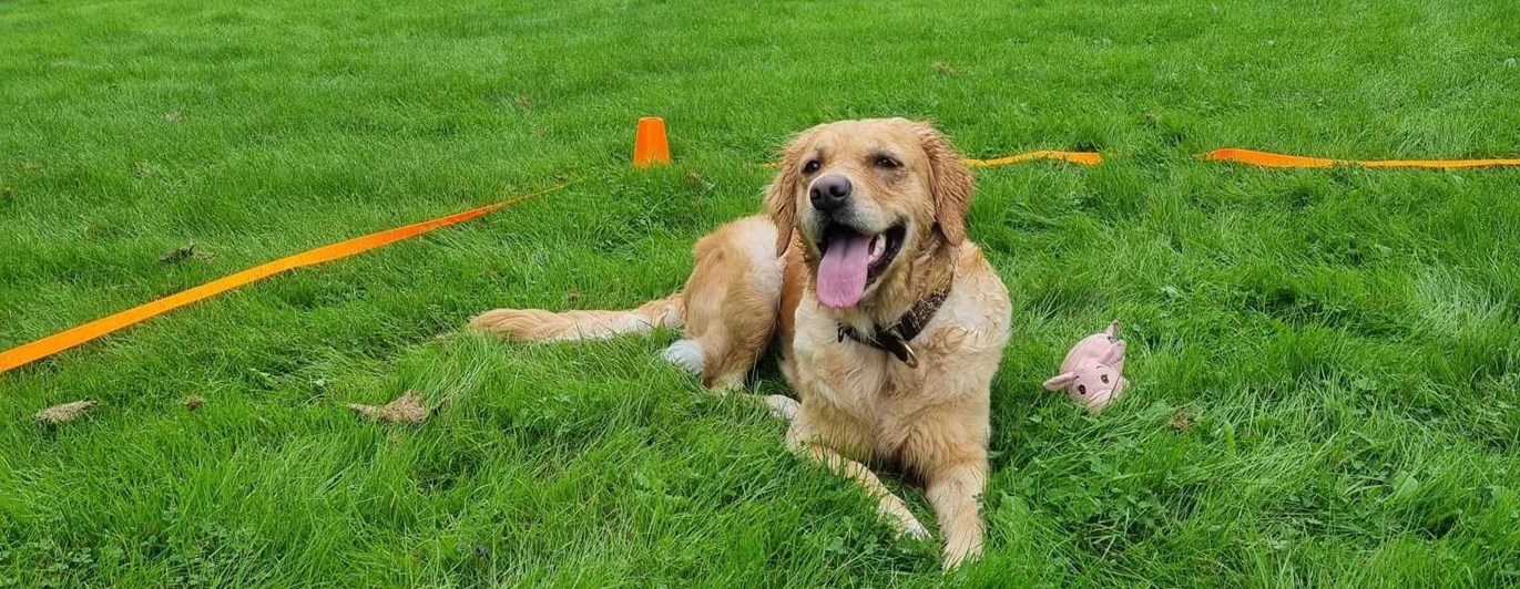 Hund som ligger i rutan vid lydnadsträning