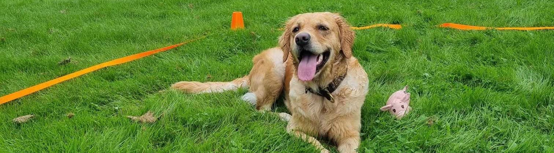 Hund som ligger i rutan vid lydnadsträning