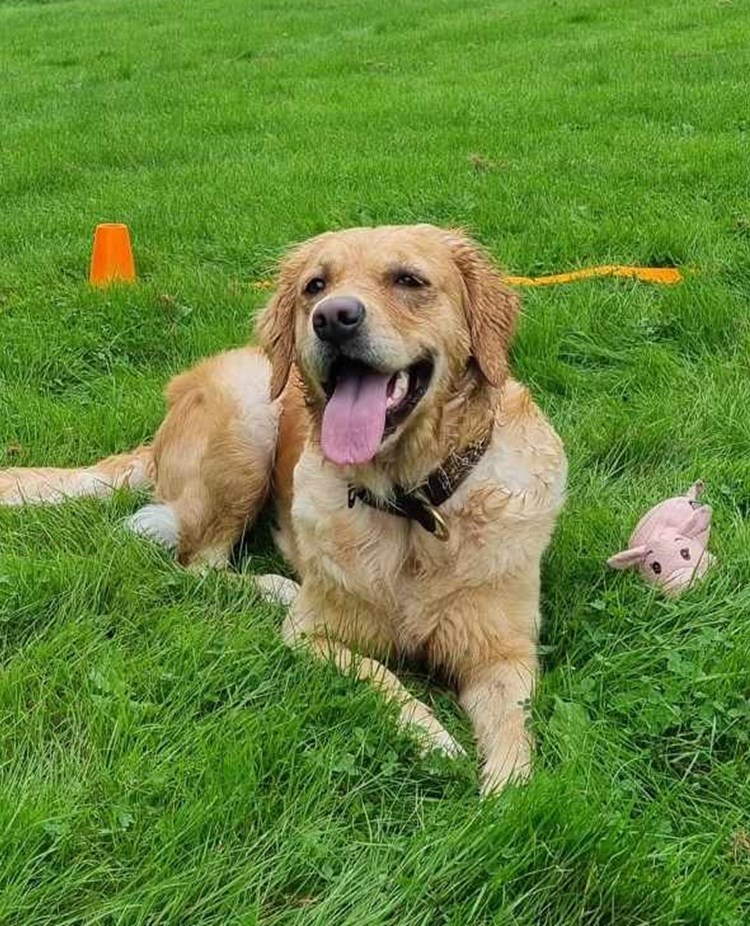 Hund som ligger i rutan vid lydnadsträning