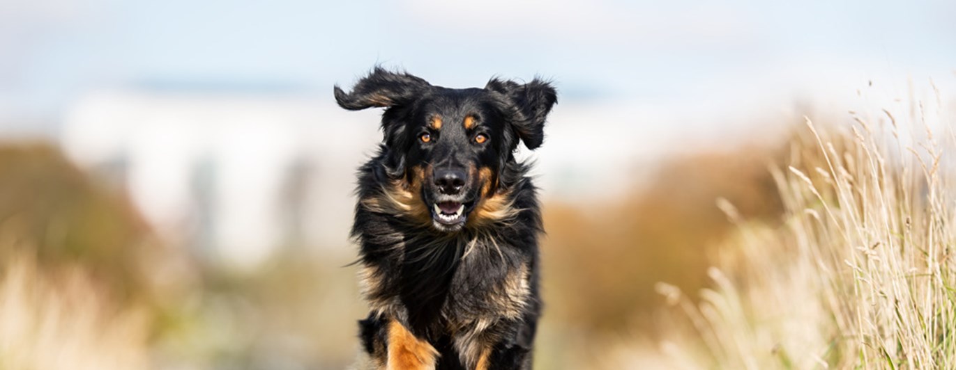 En hovawart som springer