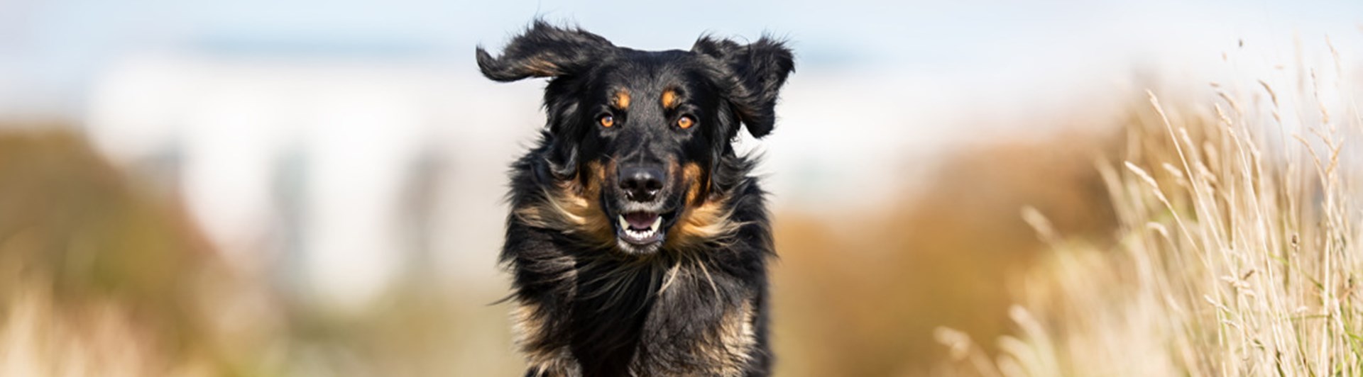 En hovawart som springer