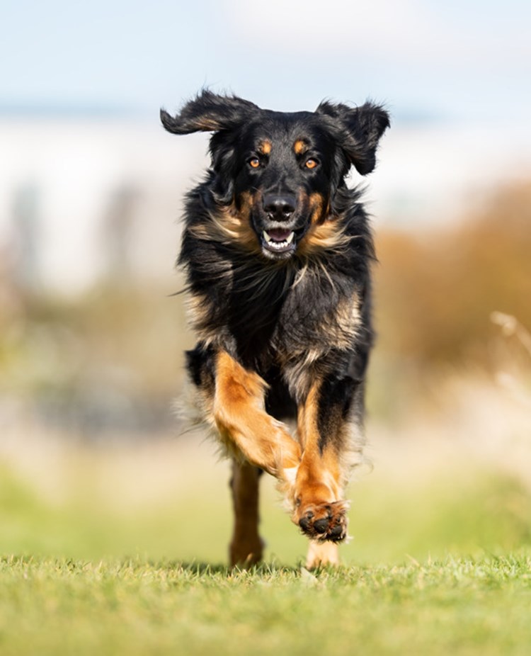 En hovawart som springer