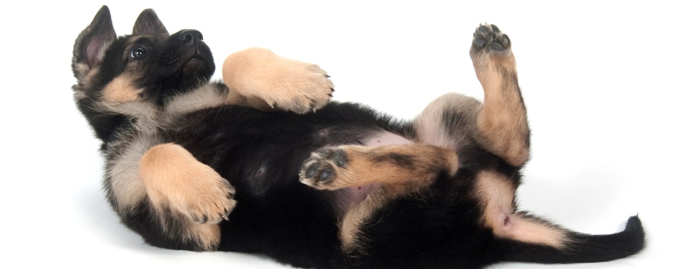 Valp som ligger på rygg