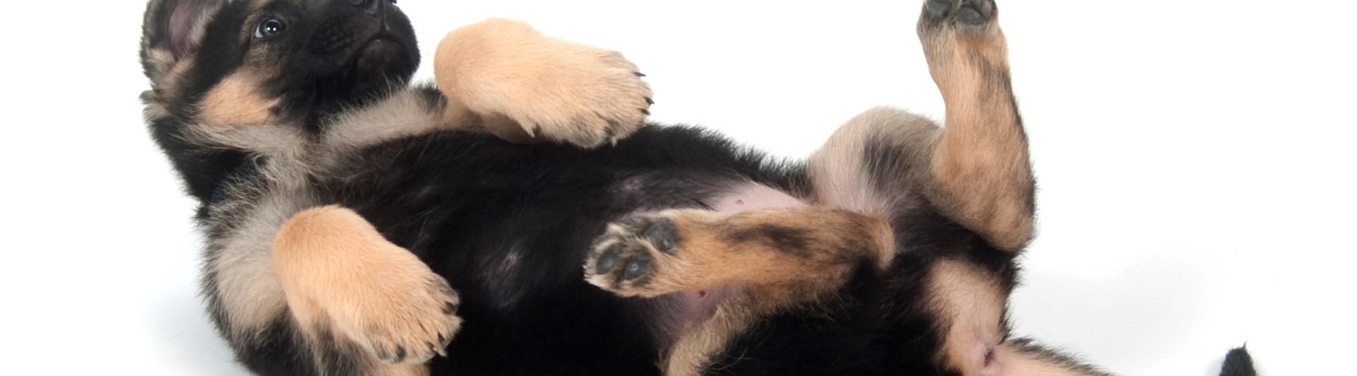Valp som ligger på rygg