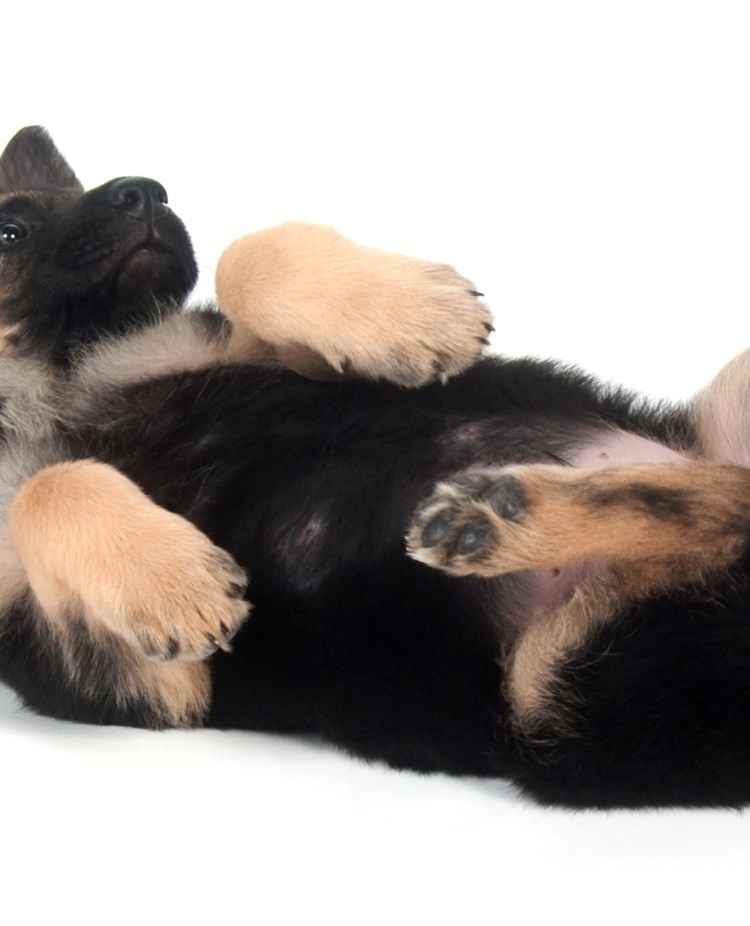 Valp som ligger på rygg