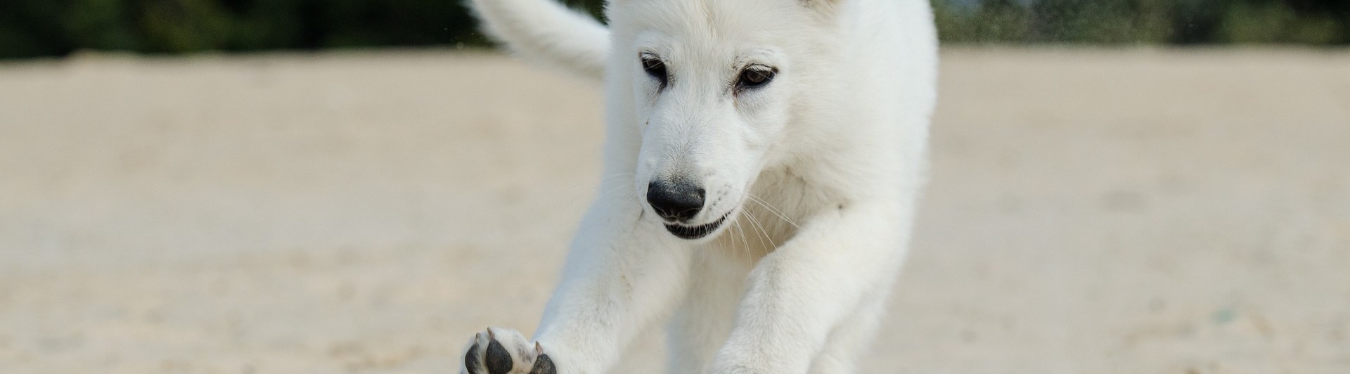 Valp av rasen vit herdehund springer mot en boll