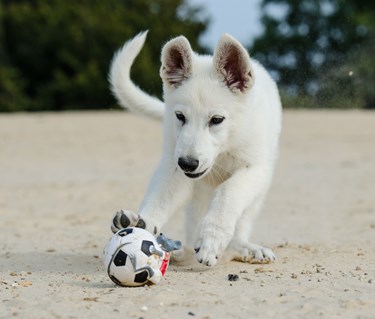 Valp av rasen vit herdehund springer mot en boll