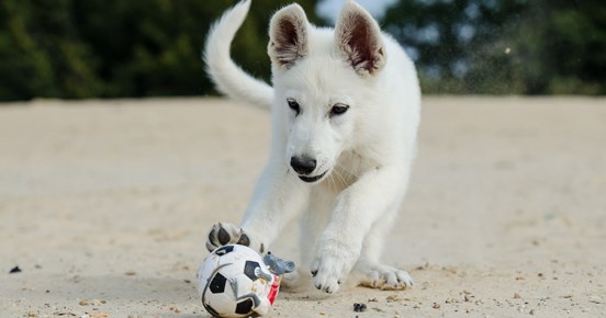 Valp av rasen vit herdehund springer mot en boll