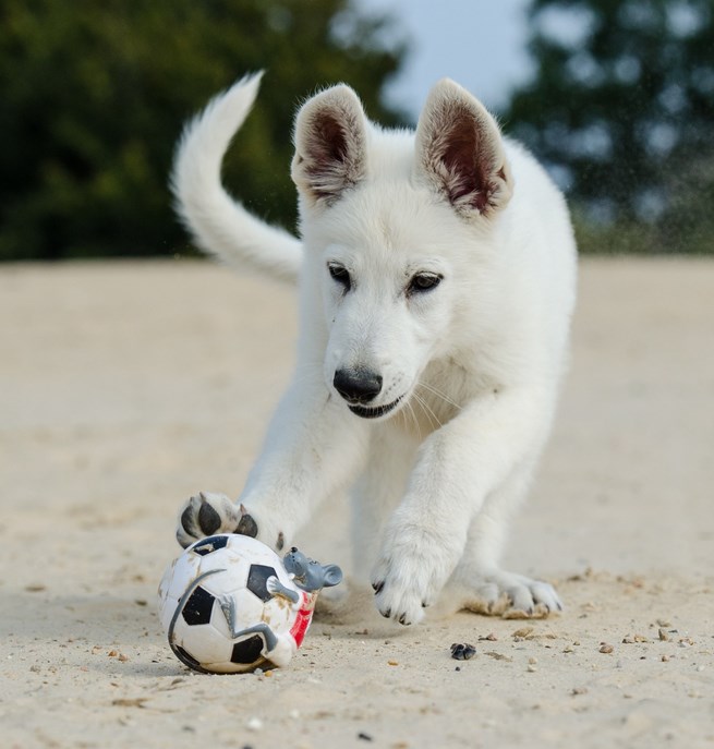 Valp av rasen vit herdehund springer mot en boll