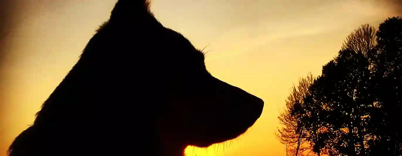 Bild på hund i solnedgången 